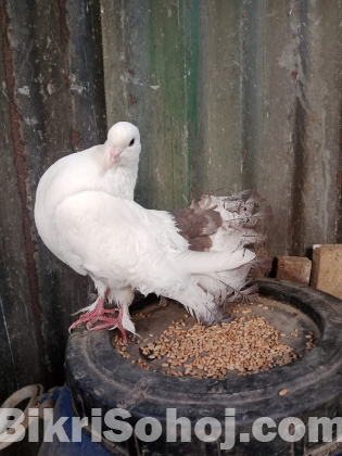 অপরাজিতা কবুতর